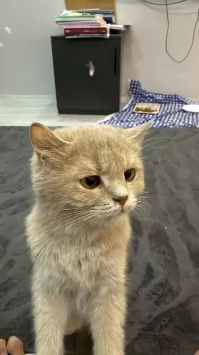 British Shorthair Yavrumuza Yuva Aranıyor