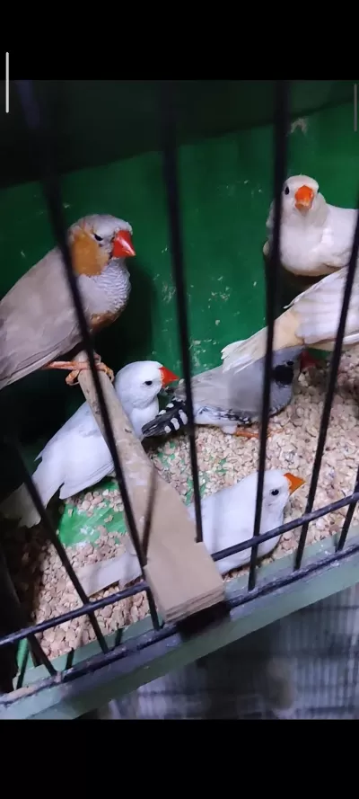 Jumbo Ve Mutasyon Hint Bülbülleri