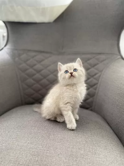 British Shorthair Silver Yavrularim