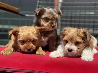 Petmode Köpek Çiftliğinde Ziyarete Açık Morkie