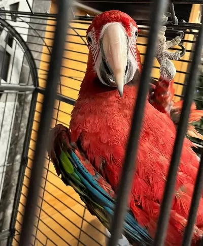 Red Green Macaw Papağanı