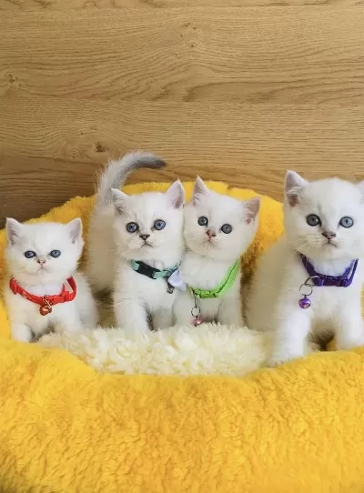 Show Kalite Maviş Point British Shorthair Bebekleirm
