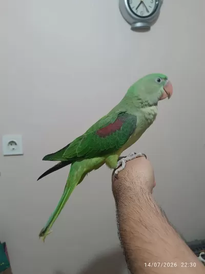 Full Evcil Alexander Papağanı