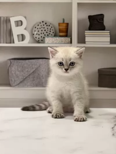 Show Kalite British Shorthair Yavrularim