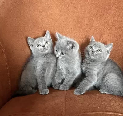 British Shorthair Blue Yavrularim