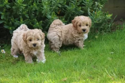 Maltipoo Yavrularimiz