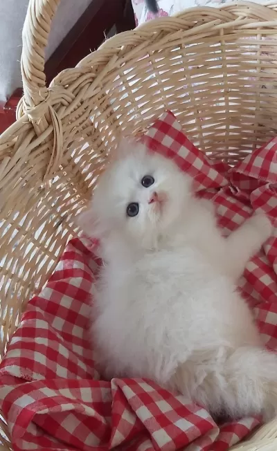 Safkan British Longhair Yavrular