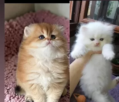 Safkan British Longhair Yavrular