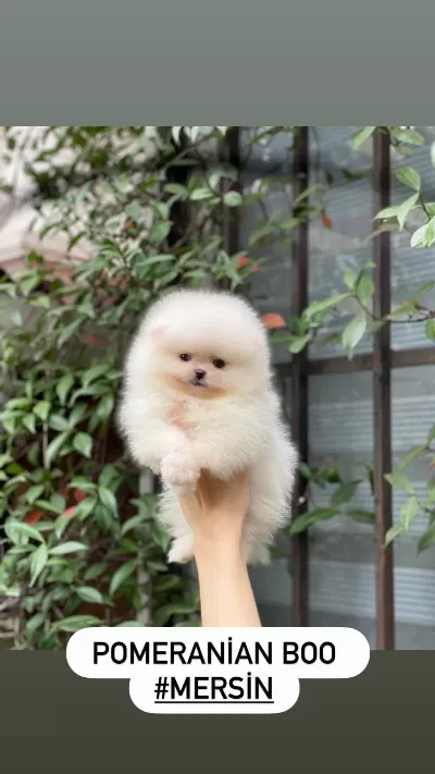 Pomeranian Boo Yavrumuz