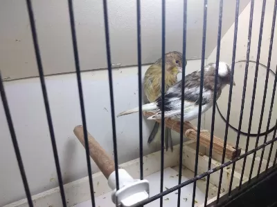 Takım Kanarya Takas Olur