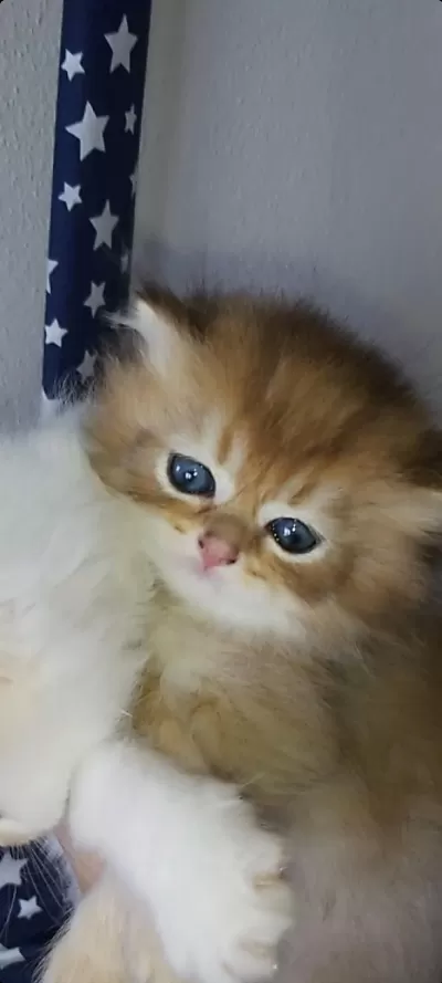British Shorthair Ve Longhair Golden Ve Point Yavrular