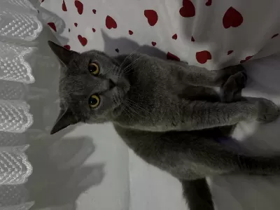 2 Yaşında Dişi British Shorthair Kısır Değil