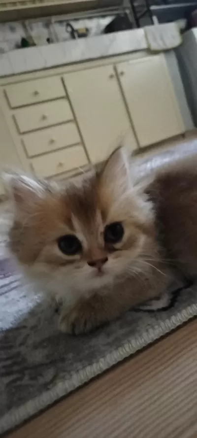Sağlıklı British Golden