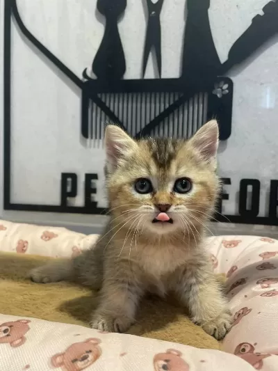 Golden Tabby British Bebeğim