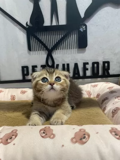 Golden Tabby Scottish Fold Erkeğim