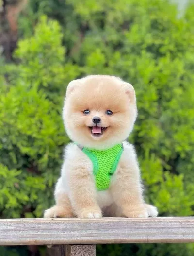 Safkan Pomeranian Boo Bebekler