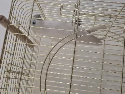 Çipli Kayıtlı 6 Aylık Kakadu