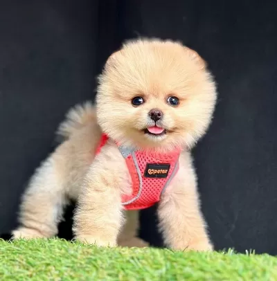 Sevimli Pomeranian Boo Yavrularımız