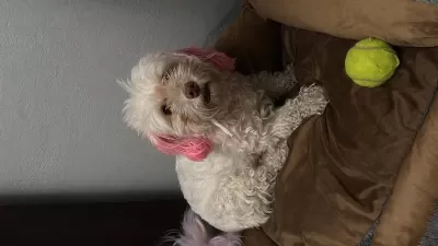 Acil Yuva Arıyoruz Köpeğimize