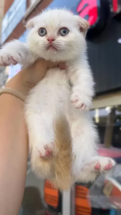 Scottish Fold Mükemmel Bebekler