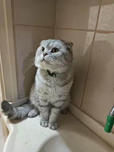 4 Yaşinda Akilli Eğitimli Scottish Fold
