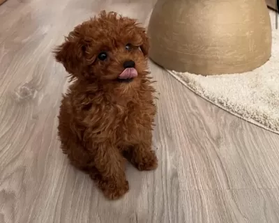 Toy Poodle Köpekleri