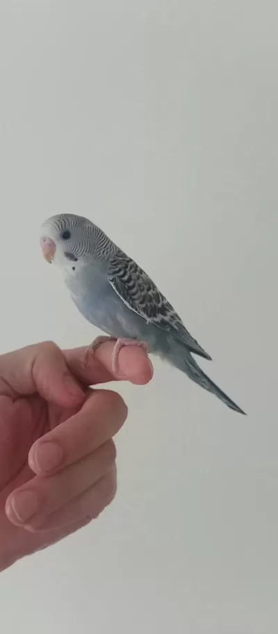 Yeme Düşecek Muhabbet Kuşu
