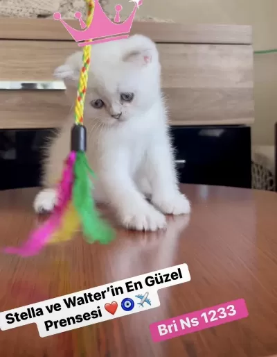 Gold Point British Shorthair