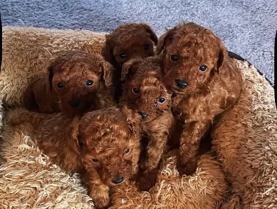 Toy Poodle Sağlikli Köpekler