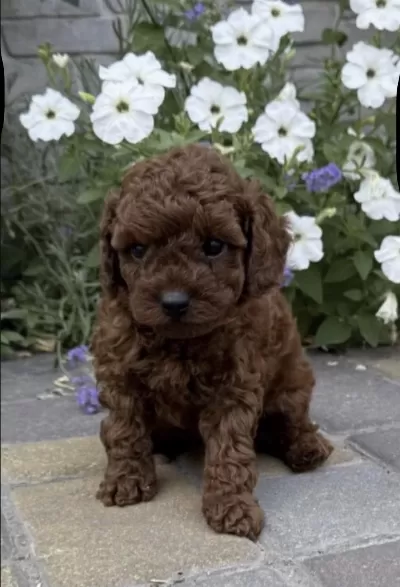 Harika Toy Poodle Yavru