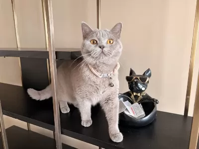 Dişi Kedimiz 1.5 Yaşında Sahiplendirilecek