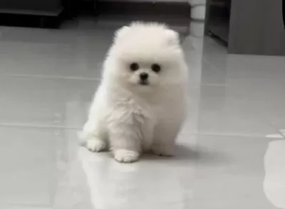 Pomeranian Boo Köpeği