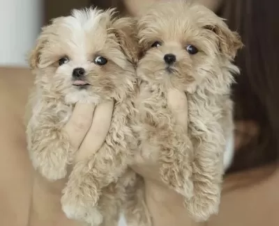Maltipoo Safkan Köpekler