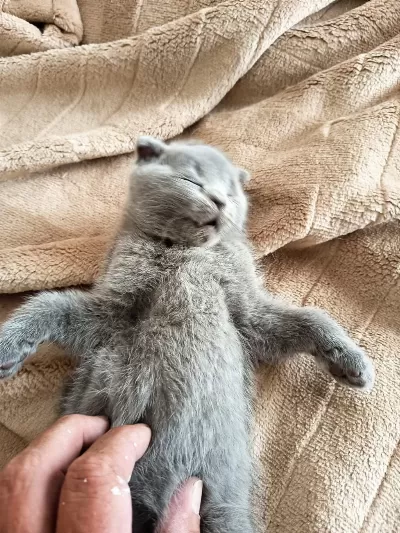 Sevgi Dolu Ve Oyuncu Bebek Kedilerim