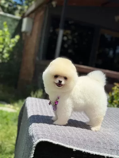 Pomeranian Boo Sağlık Ve İrk Garantili Köpeğimiz