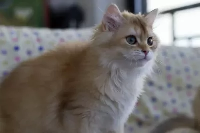British Longhair Erkek Kedimiz