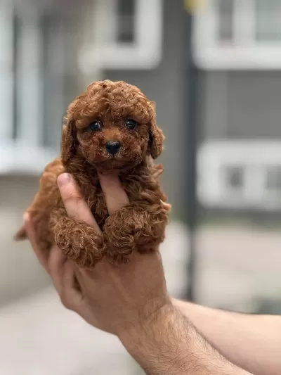 Toy Poodle Sağlık Ve İrk Garantili