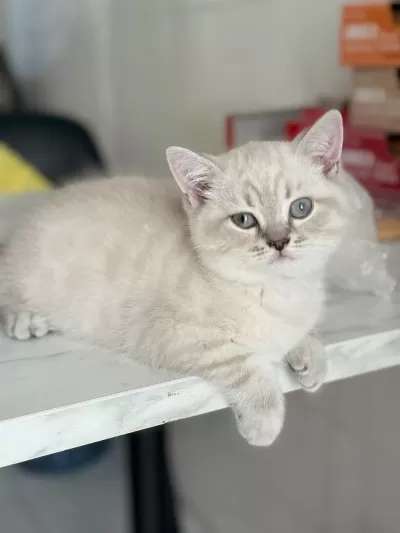 Değerinin Altında British Shorthair