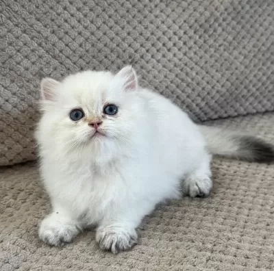 British Longhair Yavrumuz