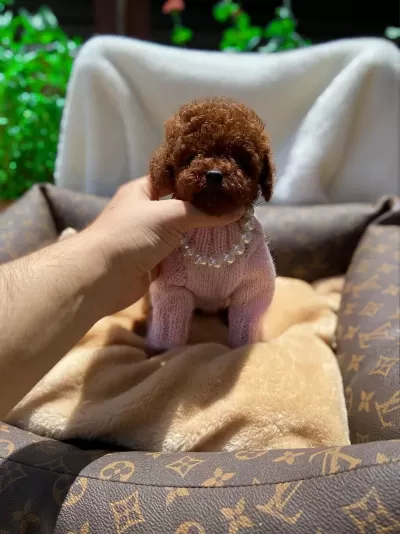 Sevgi Tadında Kore Toy Poodle Bebekler