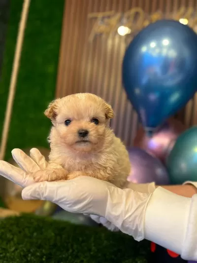 Teacup Maltipo Yavrularımız A Kalite