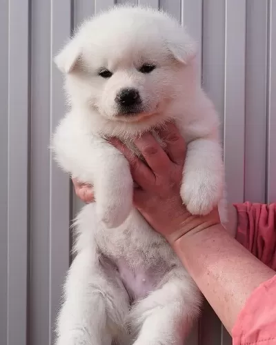 Japon Akita İnu Yavrulari