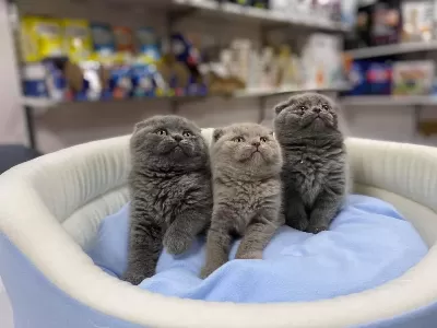 Show Kalite Tam Kapali Kulak Lilak Scottish Fold