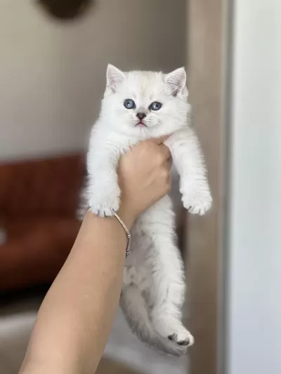 Sevimli Surat British Shorthair Yavrum