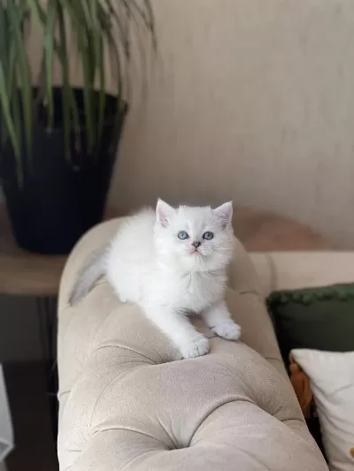 Sosyal British Shorthair Yavrum