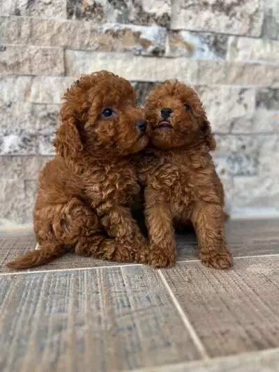 İrk Ve Sağlik Garantili Show Kalite Poodle Yavrular