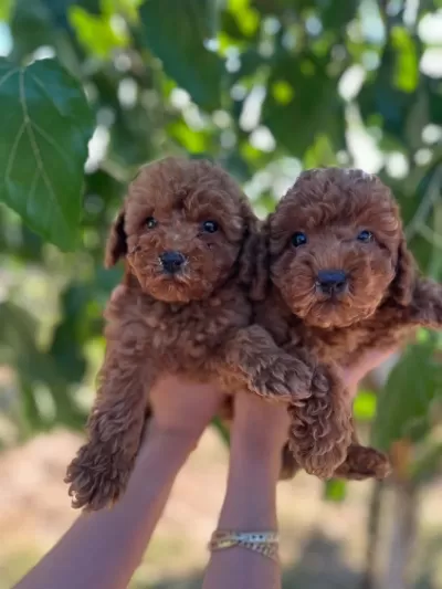 Show Cllas Red Brwon Toy Poodle Yavrular