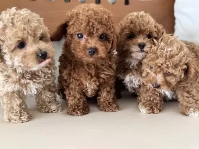 Petmode Köpek Çiftlğinde Ziyarete Açık Kore Maltipoo