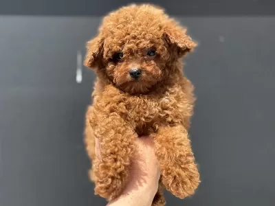 Ankranın En Elit Toy Poodle Yavruları Ziyarete Açık