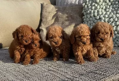 Aile Ortaminda Büyümüş Yavrularimiz